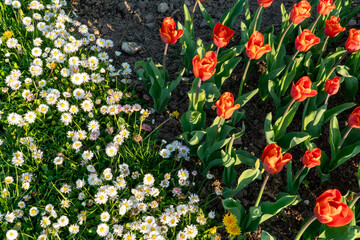 Blossom Contrasts in the Flower Bed: A Decorative Texture of Alternating White English Daisy Shades and Orange-Red Tulips. Overhead View of Beautiful Spring Flowers.