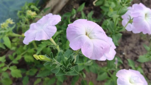 Purple bindweed flowers in summer garden. 