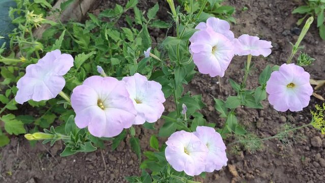 Purple bindweed flowers in summer garden. 