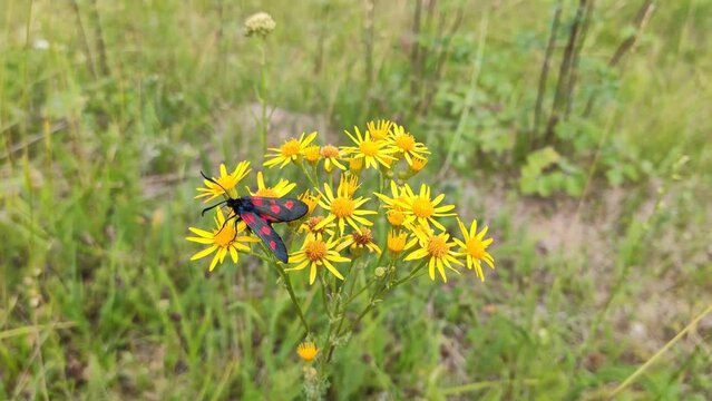 Six-spot burnet moth on the Senecio jacobaea plant in flowering season. Yellow wildflowers on the summer field. 