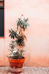 Fototapeta na wymiar A houseplant in a pot is near pink wall on the city street in Malaga, Spain