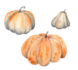 A collection of orange ripe pumpkins. Hand-drawn watercolor illustration for cards for Thanksgiving or autumn harvest festival, not AI.