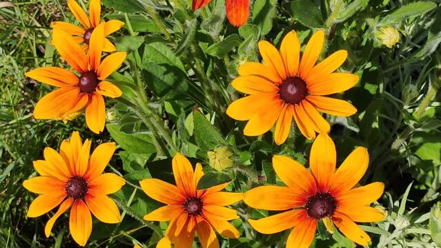 Rudbeckia hirta yellow garden flowers. Black-eyed Susan plants in flowering season. 