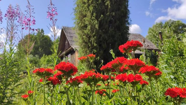 Red lychnis chalcedonica flowers on the rural house building background in the countryside. 