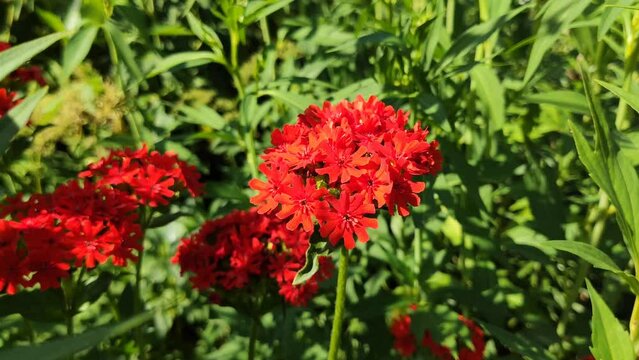 Lychnis chalcedonica (Maltese Cross) red flowers in summer garden. 
