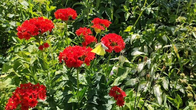 Butterfly on the Lychnis chalcedonica (Maltese Cross) red flowers in summer garden. 
