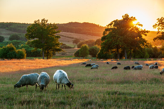 Sheep on a the Hovdala Meadow, outside of Hässleholm, Sweden, in warm sunset.