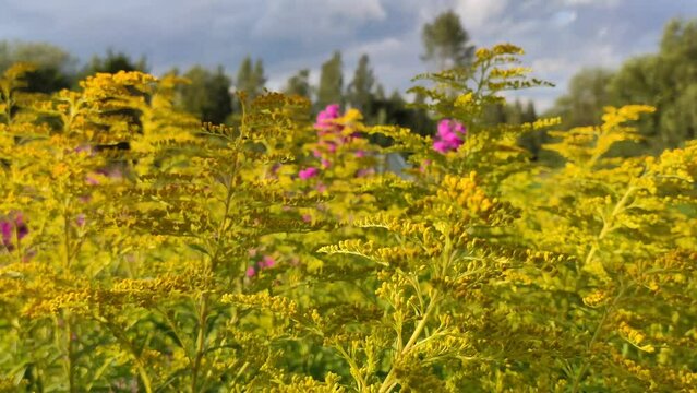 Solidago canadensis yellow flowers. 