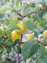 Delicious Plums Growing on a Tree © Ardoun