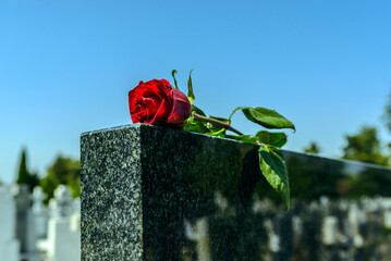 Rose in a cemetery with headstone