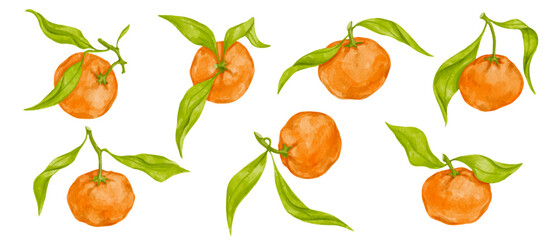 Obraz premium Set of ripe citrus fruits tangerine. Vector graphics.