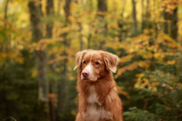 Nova Scotia Duck Tolling Retriever dog attentively sitting amidst vibrant autumn forest foliage on a serene woodland. Dog in nature 