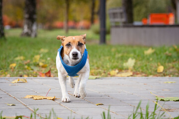 Jack Russell for a walk in the park