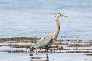 Great Blue Heron - Bas-St-Laurent