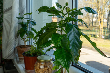 Houseplants on the Windowsill: Growing a Coffee Tree at Home. Close-up View of the Lush Green Leaves of the Coffee Tree.
