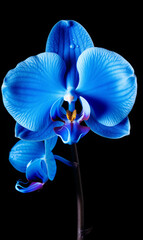 Blue Orchid flower isolated on black background
