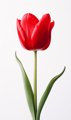 Red Tulip flower isolated on white background