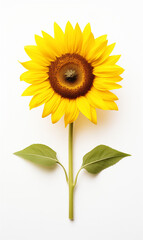 Sunflower  flower isolated on white background