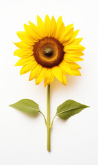 Obraz premium Sunflower flower isolated on white background