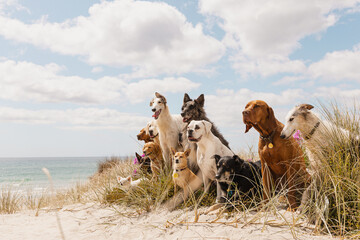 Beach bliss: dogs, surf and sun