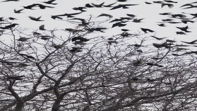 Low angle view of starling birds flying and landing on tree branches - vertical / Provo, Utah, United States