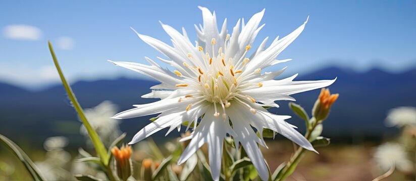 The edelweiss blooms in the summer