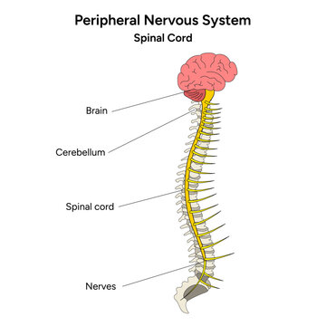 Peripheral Nervous System and spinal cord medical infographic in vector