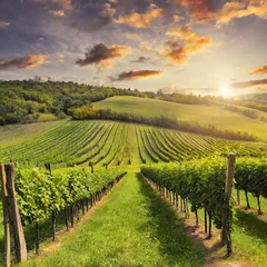 Crédence de cuisine en verre imprimé Vignoble vineyard at sunset