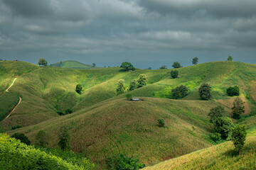 Fototapeta premium Green Terraces rice field, a beautiful natural beauty on mountain in Nan,Khun Nan Rice Terraces, Boklua Nan Province, north Thailand.