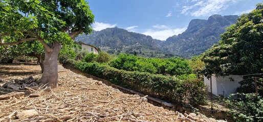 valley Surrounded by orchards of fruit trees and orange trees, we find the town of Sóller with its...