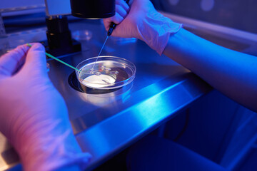 Lab scientist combining female egg with sperm in Petri dish