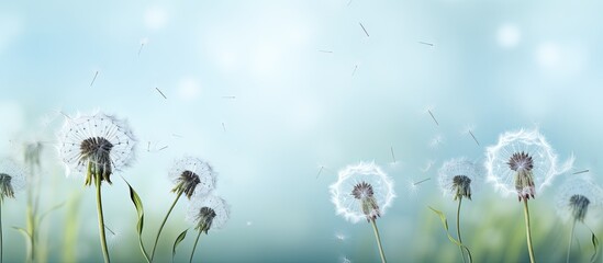 Background of dandelion