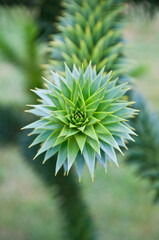 Monkey puzzle tree branch in macro view with fractal pattern