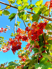 Red viburnum berries on the bush in the garden. Vivid blue sky