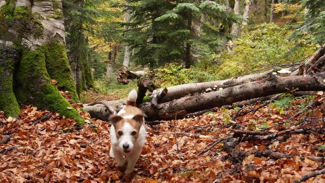 A Dog Jack Russell Terrier jumps over a fallen tree in a vivid autumn forest. The contrasting colors of green trees and brown leaf-laden ground enhance the scene's vibrancy.