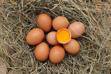 Whole and cracked chicken eggs in nest