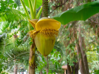 Musa Basyo flower. Tropical tree bud.Leaves background.  Japanese banana bush