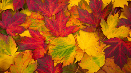 Naklejka na ściany i meble Naturschönheit im Herbst: Boden bedeckt mit roten und orangefarbenen Blättern