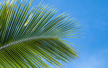 Palm Leaf Closeup Against Blue Sky.