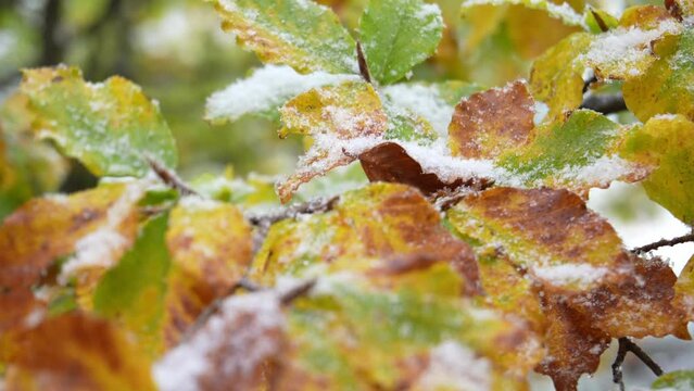 Frosty leaves during late Autumn. The image captures leaves transitioning in color with a dusting of frost, emphasizing nature's shift from fall to winter.