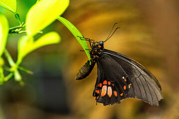 Ruby-spotted Swallowtail Butterfly