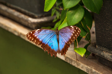 Blue Morpho butterfly