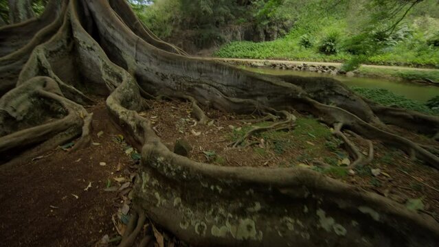 Pan shot on large tree roots in Hawaiian jungle