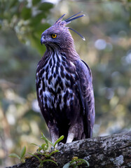 Crested Hawk Eagke