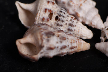 sea shells macro
