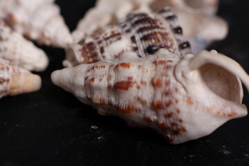 sea shells macro