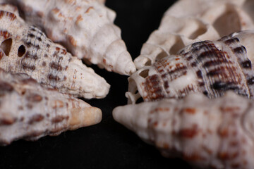 sea shells macro