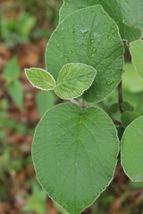 wych elm growing in the mountains