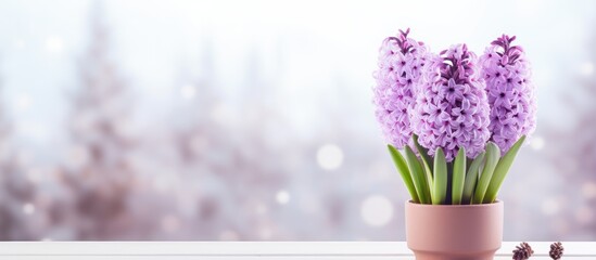 Winter in a house with a potted hyacinth blooming