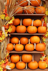 A vertical of pumpkins lined on several shelves